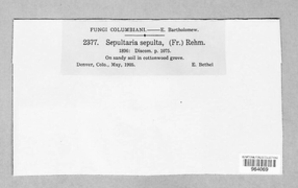 Geopora sepulta image